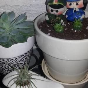 Meet your Posher, Euphemia